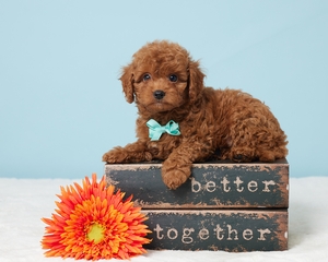 Toby cavapoo puppy